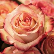 helderziende Rose- Dag lieve jij! Ben je op zoek naar richting, helderheid en inzichten in je leven of in een bepaalde levenssituatie? Misschien sta je op een kruispunt in je werk, je relatie of zoek je naar meer zingeving? Met behulp van de Lenormandkaarten help ik jou helderheid en duidelijkheid krijgen in die situaties waarin je vastloopt. Je krijgt inzichten die je hoofd en hart raken, opdat je de juiste keuzes en beslissingen kunt maken. Ik help jou ook om de spiegels en lessen te zien achter de hobbels en obstakels die jij op je pad tegenkomt. Mijn begeleiding is persoonlijk, warm en zonder oordeel. Alles mag er zijn. Vanuit mijn eigen levens- en werkervaring weet ik hoe het voelt om even de weg kwijt te zijn – en hoe waardevol het is als iemand met je meekijkt. Voel je dat dit bij je resoneert? Neem dan snel contact met me op. Je bent van harte welkom! Helderzienden staan voor u klaar als u het even niet meer zitten of als u gewoon een luisterend oor zoekt. Onze professionele consulenten en helderzienden zijn op hun eigen bijzondere specialiteiten gescreend en getest. U kan bij ons terecht voor  spiritueel en betrouwbaar advies. 